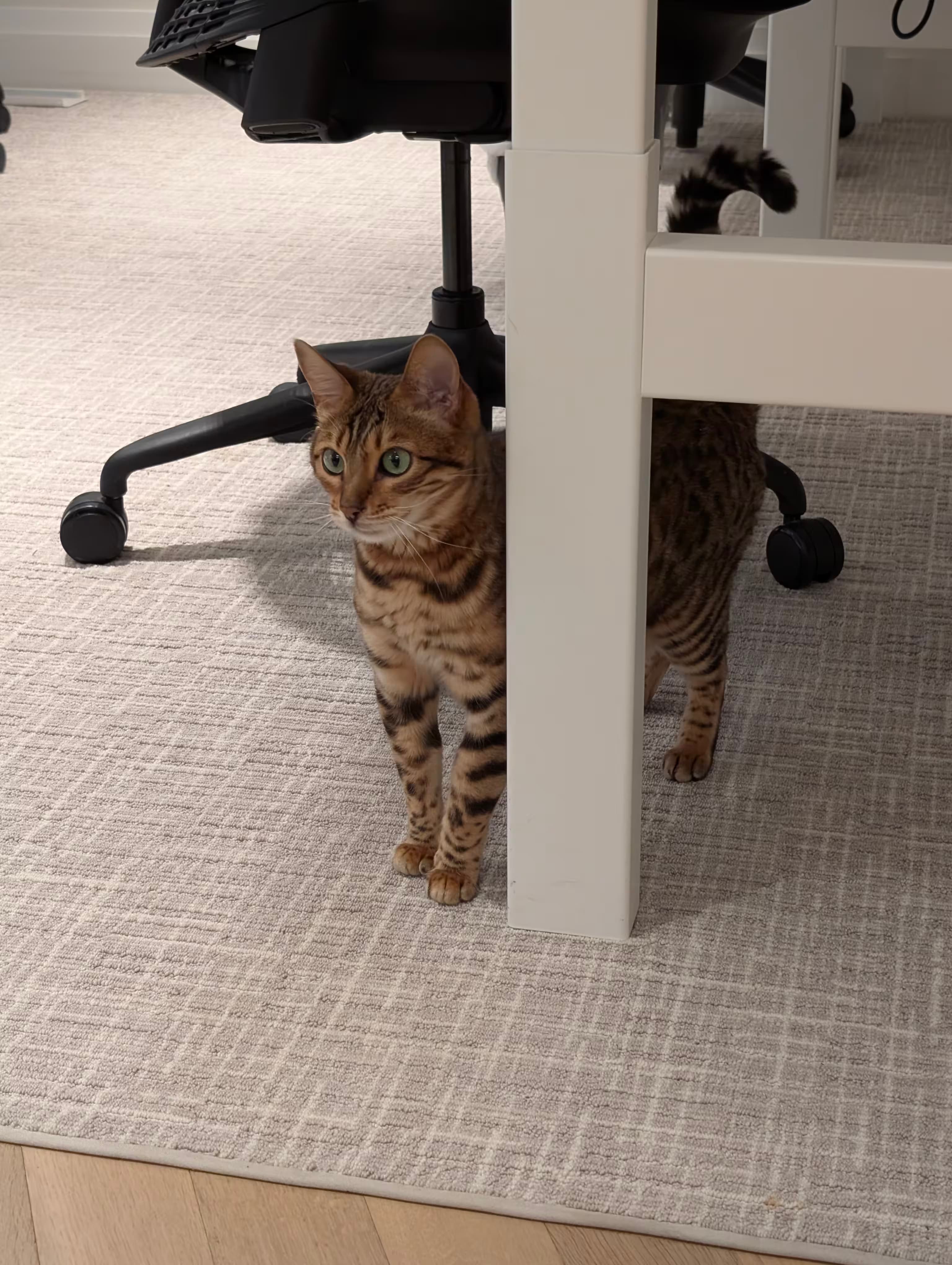Kat met jaguarpatroon staat achter een bureau