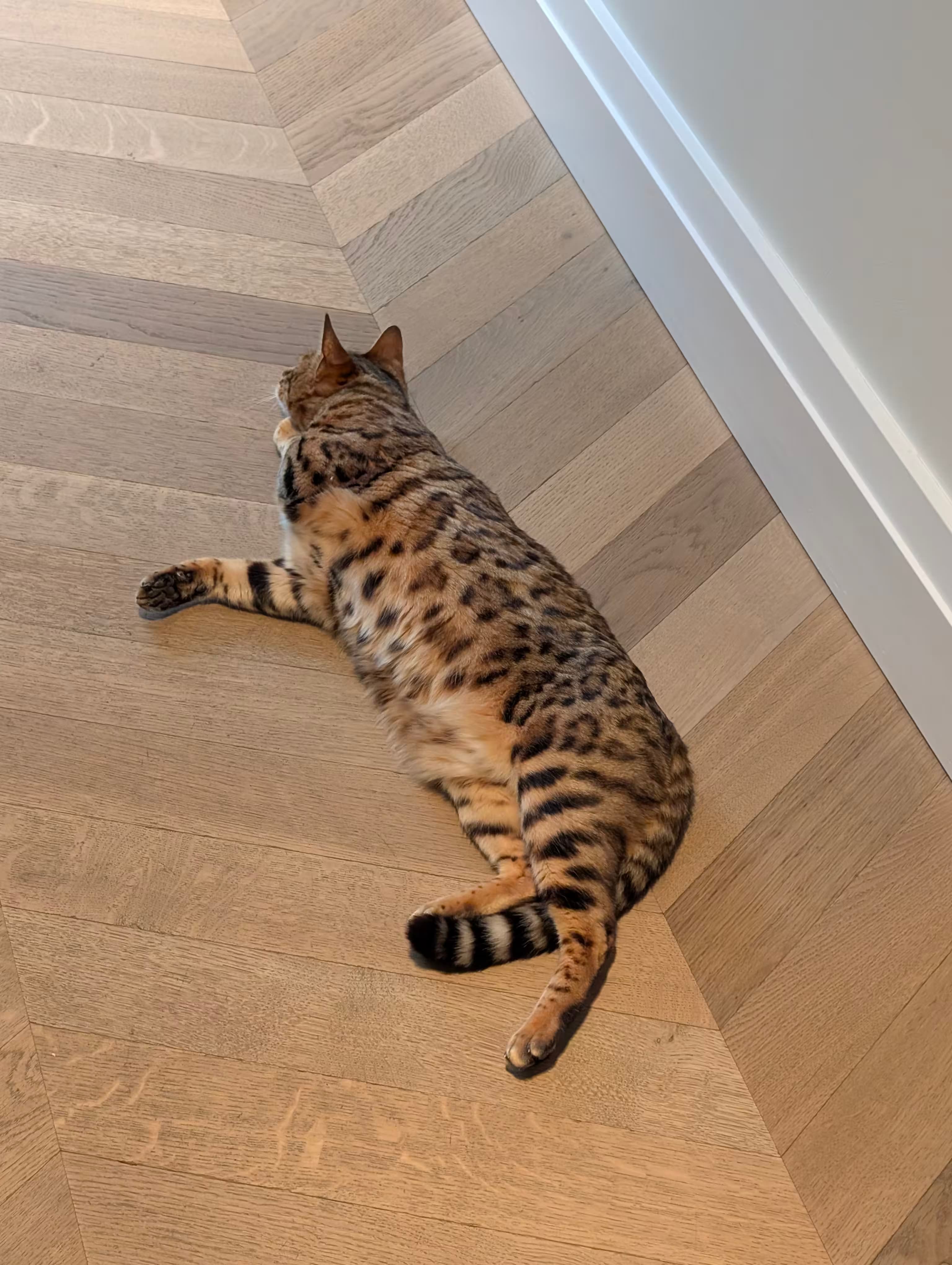 Kat met jaguarpatroon ligt op de grond